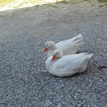 Agrituristico Conte Ottelio Pradamano