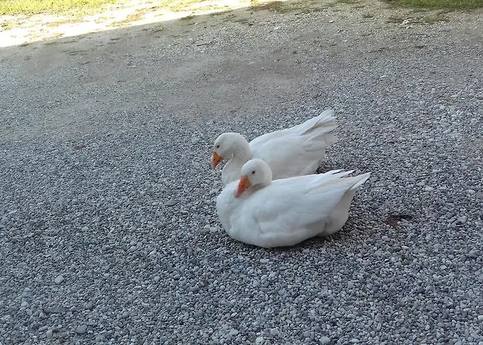 Agrituristico Conte Ottelio Pradamano